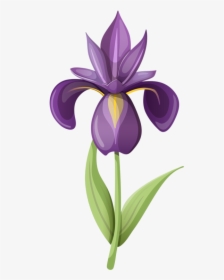 Png Clip Art - Transparent Iris Flower Graphic, Png Download, Transparent PNG