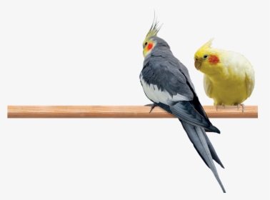 Photo Of A Male And Female Cockatiel Perched On A Limb - ایا مرغ عشق با عروس هلندی جفت می شود, HD Png Download, Transparent PNG