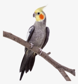 Cockatiel - Parrot - Parrot Perching, HD Png Download, Transparent PNG