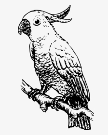 Owl,art,monochrome Photography - Cockatoo Black And White, HD Png Download, Transparent PNG