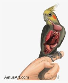 Cockatiel Internal Anatomy [completed Nov-2015] - Internal Cockatiel Anatomy, HD Png Download, Transparent PNG