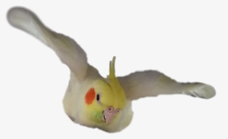 #cockatiel #bird #flying - Cockatiel Flying Transparent Background, HD Png Download, Transparent PNG