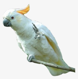 Png Parrot Photo - Png Of Cockatoo, Transparent Png, Transparent PNG