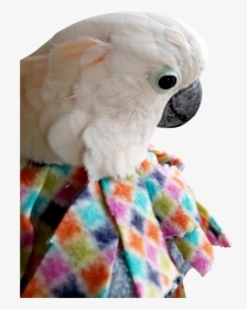Unruffledrx Fleece Parrot Collar, Velcro Closure - Parrot Collar, HD Png Download, Transparent PNG