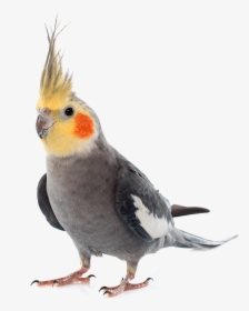 Exotic Pet - Gray Cockatiel, HD Png Download, Transparent PNG