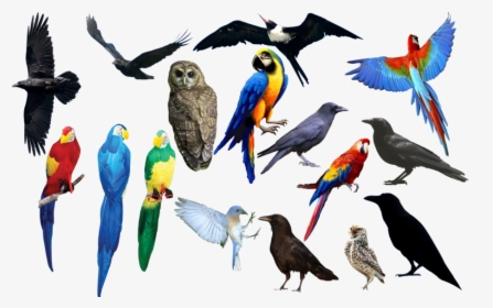 All Birds Images Png, Transparent Png, Transparent PNG