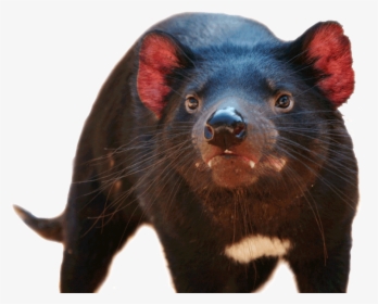 Tasmanian Devil, HD Png Download, Transparent PNG