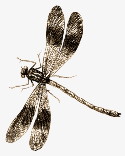 Spider Tattoo Png, Transparent Png, Transparent PNG