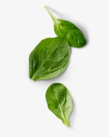 Spinach Leaf Png, Transparent Png, Transparent PNG