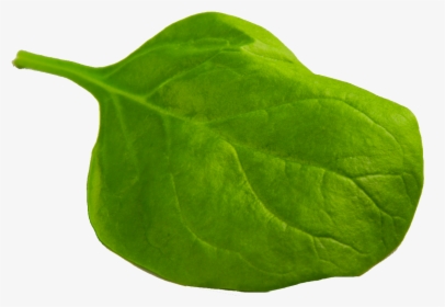Spinach, HD Png Download, Transparent PNG