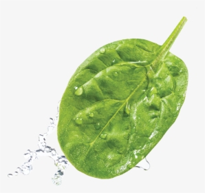 Transparent Spinach Leaf Png, Png Download, Transparent PNG