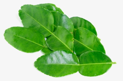 Kaffir Lime Leaves Png Background Image, Transparent Png, Transparent PNG