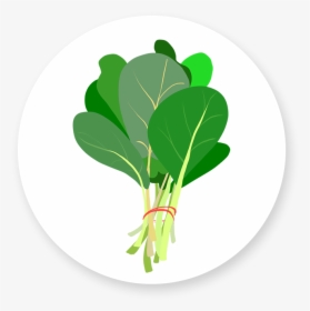Spinach - Chard, HD Png Download, Transparent PNG