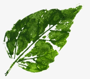 Leaf,plant,leaf Greens,flowering, HD Png Download, Transparent PNG