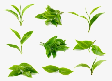 Green Tea Leaf Png, Transparent Png, Transparent PNG