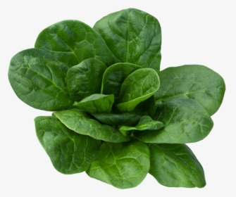 Spinach Leaf Png, Transparent Png, Transparent PNG
