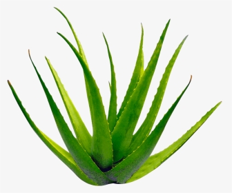 Planta Aloe Vera - Transparent Background Aloe Vera Png, Png Download, Transparent PNG