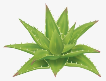 Aloe Vera Planta Png, Transparent Png, Transparent PNG