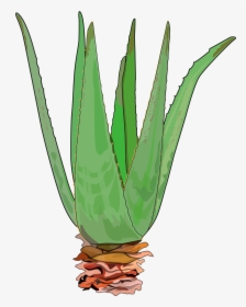 Does Aloe Vera Cure Candida, HD Png Download, Transparent PNG