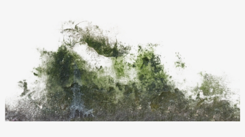 Moss Texture Png - Wall Moss Texture Png, Transparent Png, Transparent PNG