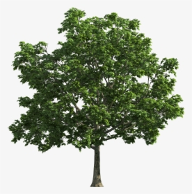High Resolution Trees Png, Transparent Png, Transparent PNG