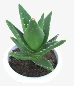 Transparent Indoor Plant Png - Transparent Png Aloe Vera Plant Png, Png Download, Transparent PNG