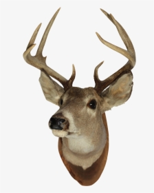Vintage White Tail Deer - Mounted Deer Head Png, Transparent Png, Transparent PNG