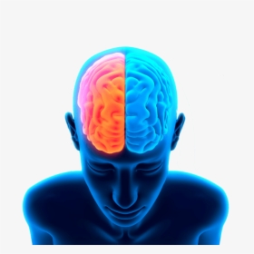 Cerebro En Cabeza - Brain Png Transparent, Png Download, Transparent PNG