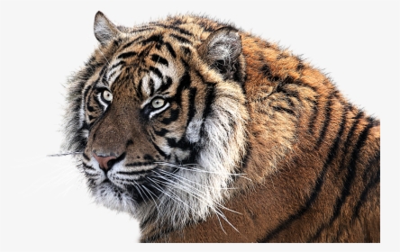 Clipart Collection Tiger Png - Tiger Is The National Animal Of India, Transparent Png, Transparent PNG
