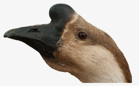 Ganso Cabeza Png , Png Download - Goose Head Png, Transparent Png, Transparent PNG