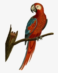 Transparent Isolated Birds Png - Vintage Parrot Illustration, Png Download, Transparent PNG