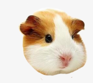 #cabeza #cuy - Pets At Home Guinea Pig, HD Png Download, Transparent PNG