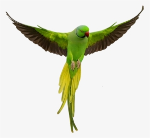 Parrot Download Png - Parrot Png, Transparent Png, Transparent PNG
