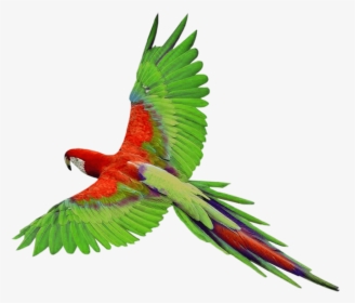 Parrot Png, Transparent Png, Transparent PNG