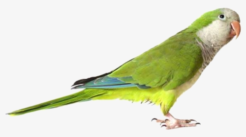 Download Icon Parrot Vectors Free - Quaker Parrot, HD Png Download, Transparent PNG