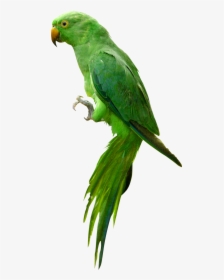Download Indian Parrot Png Image - Parrot Png Images Hd, Transparent Png, Transparent PNG