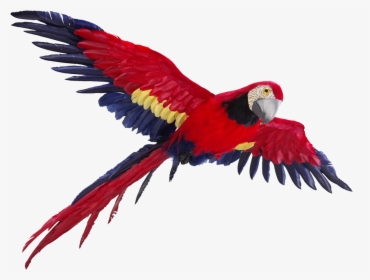 Transparent Background Parrot Flying Png, Png Download, Transparent PNG