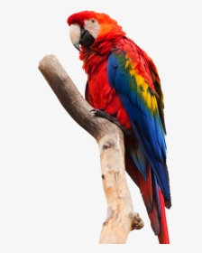 Scarlet Macaw White Background, HD Png Download, Transparent PNG