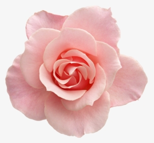 Tumblr Transparent Flowers Rose - Flowers With No Background, HD Png Download, Transparent PNG
