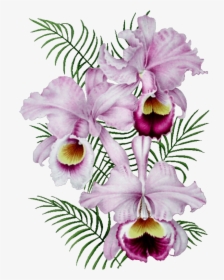 Orchidée Gif, HD Png Download, Transparent PNG
