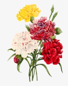 Imagens Png Flores - Carnation Flower Illustration, Transparent Png, Transparent PNG