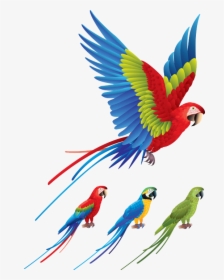 Colorful Flying Parrot Drawing, HD Png Download, Transparent PNG