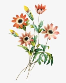 Imagens Png Flores - Pencil Drawing Flower Images With Color, Transparent Png, Transparent PNG