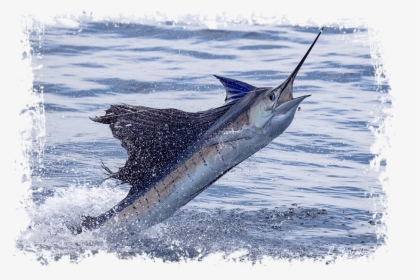 Transparent Marlin Fish Png - Atlantic Blue Marlin, Png Download, Transparent PNG