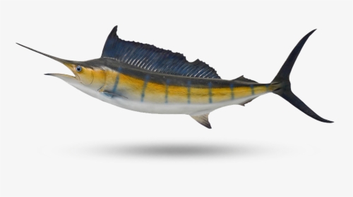 Sailfish - Atlantic Blue Marlin, HD Png Download, Transparent PNG