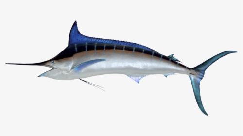 Marlin - Fastest Fish In The World 2018, HD Png Download, Transparent PNG