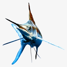 Predominantly Found Off Rompin, Congregating In Big - Atlantic Blue Marlin, HD Png Download, Transparent PNG