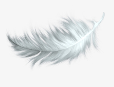 White Feather Transparent Png - Bird Feather Png, Png Download, Transparent PNG