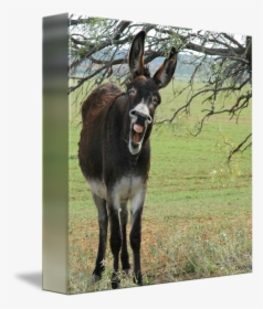 Clip Art Donkey Laughing - Happy Friday Funny Friday Memes, HD Png Download, Transparent PNG