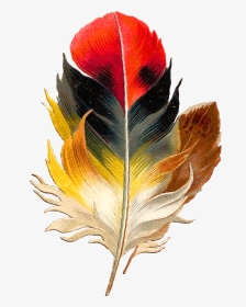 Antique Images Clip Art Beautiful Multi Colored - Colorful Bird Feather Png, Transparent Png, Transparent PNG